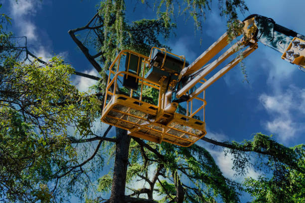 How Our Tree Care Process Works  in Windermere, FL